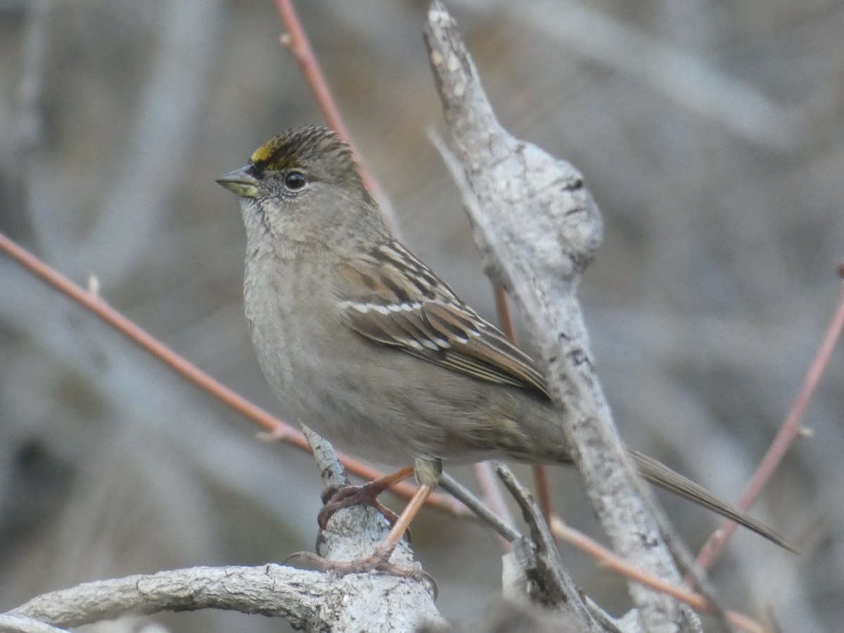 Bruant à couronne dorée - ML301412841