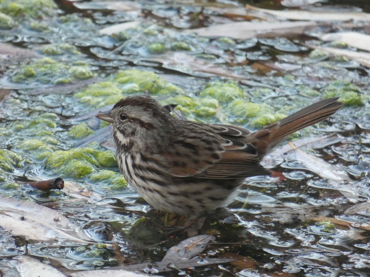 Song Sparrow - ML301412861