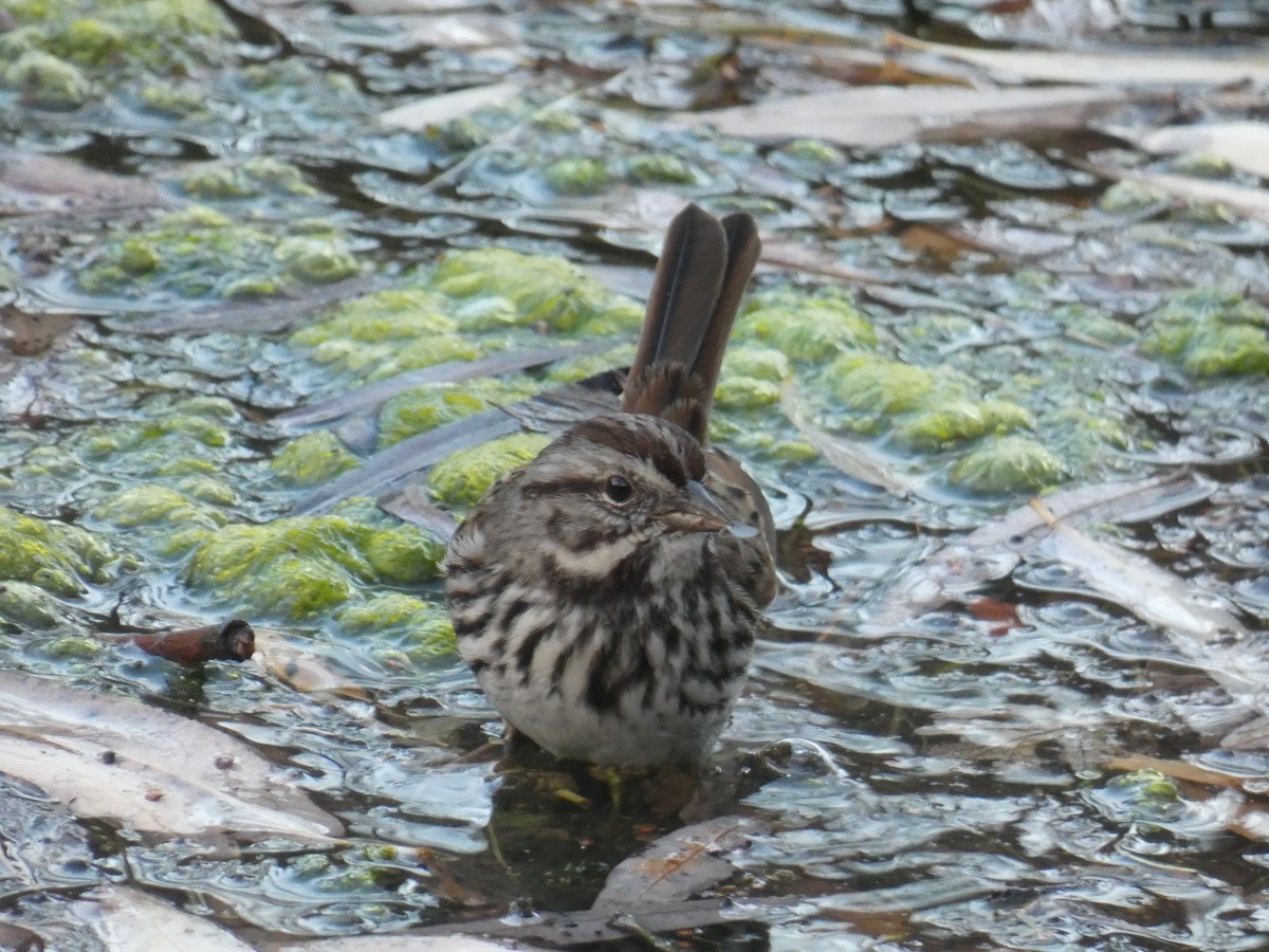 Song Sparrow - ML301412921