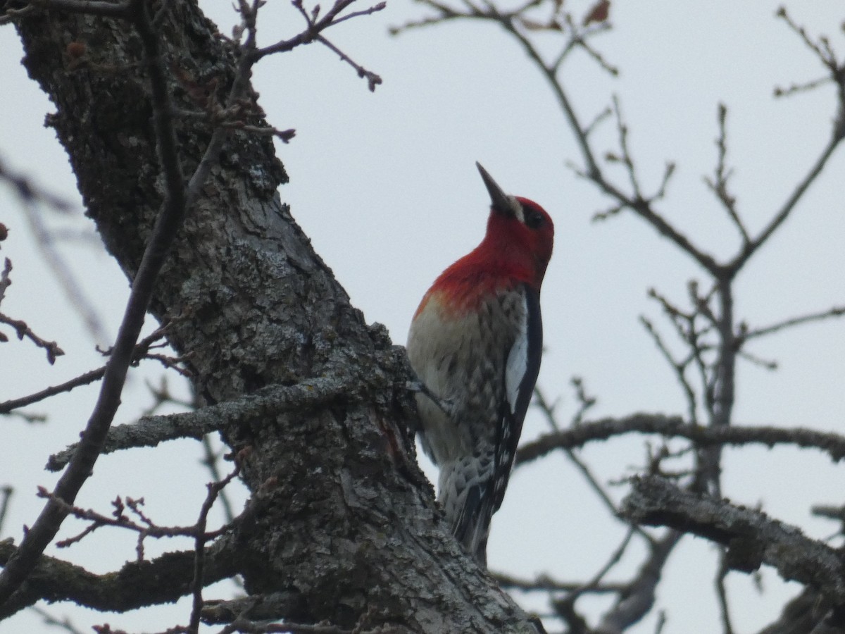 Red-breasted Sapsucker - ML301413171