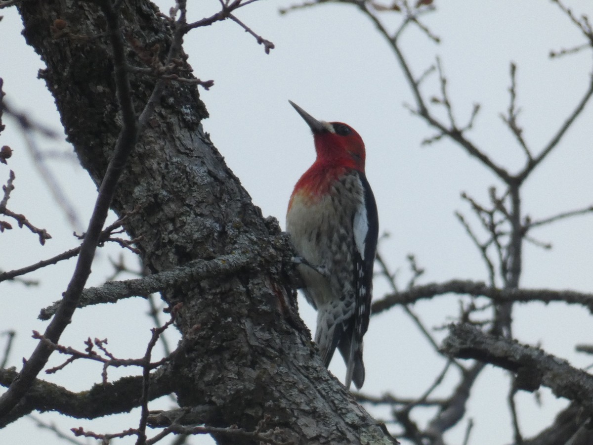 Red-breasted Sapsucker - Alejandro Naranjo Sandoval