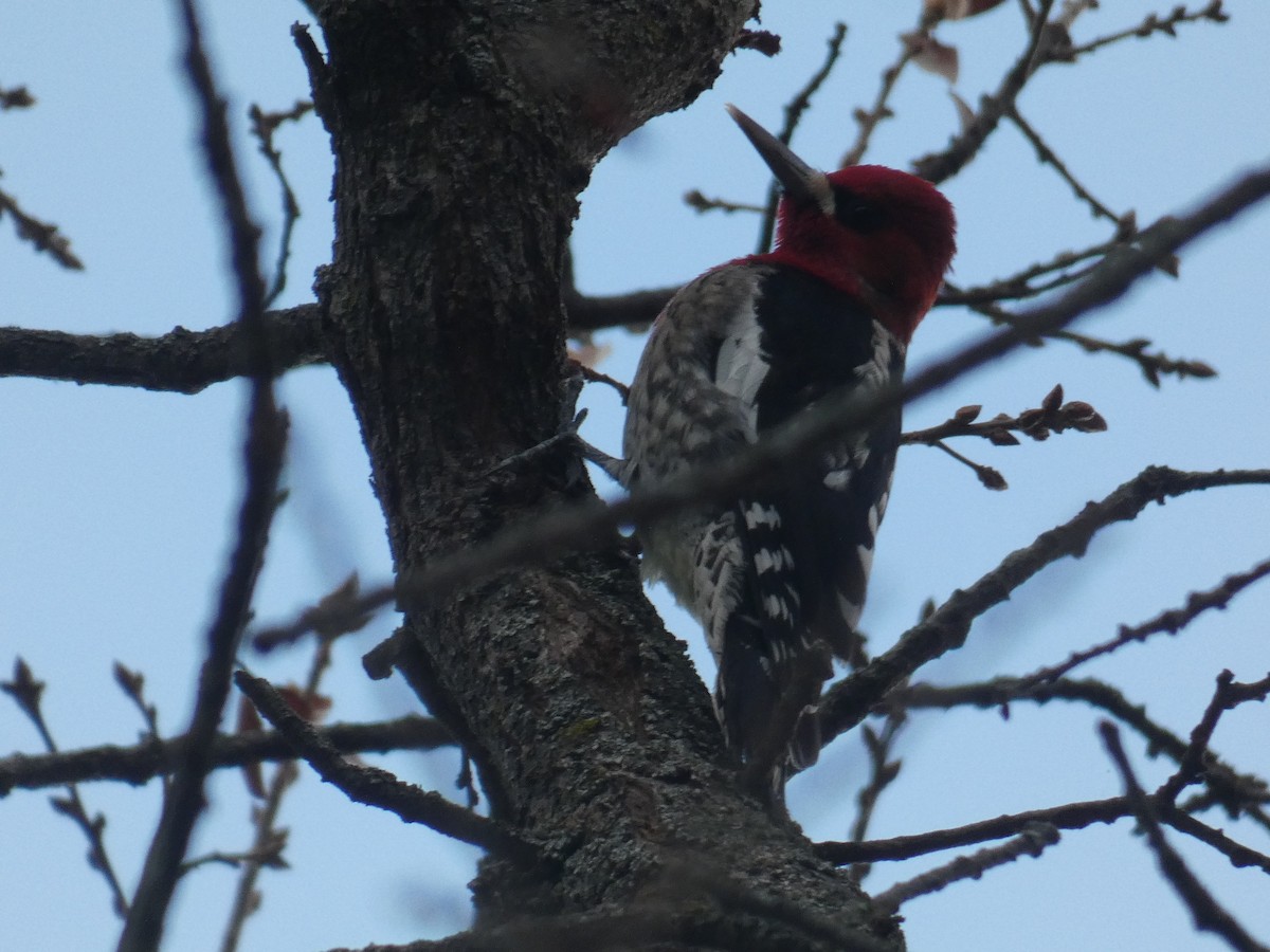 Red-breasted Sapsucker - ML301413231