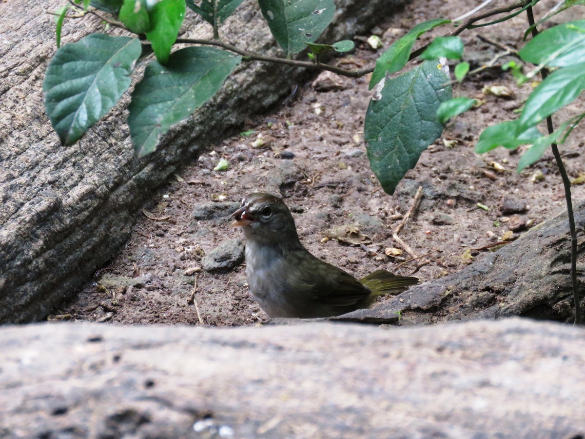 Olive Sparrow - Robert Bochenek