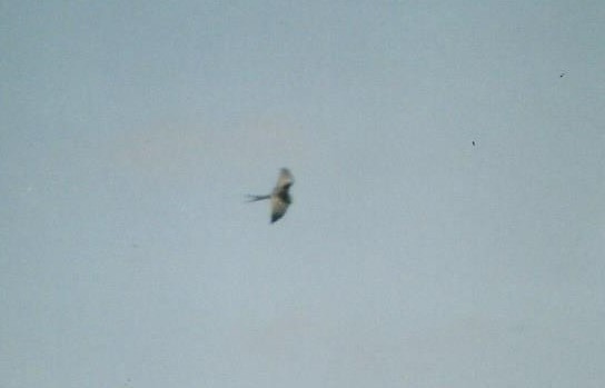 Swallow-tailed Kite - ML301414331