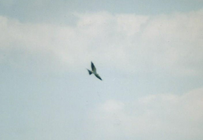 Swallow-tailed Kite - ML301414341