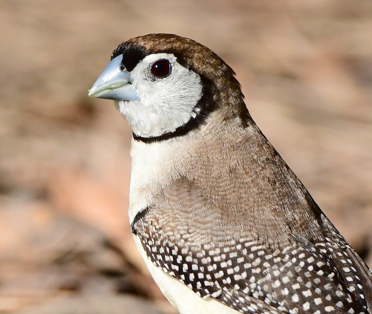 Double-barred Finch - ML301420591