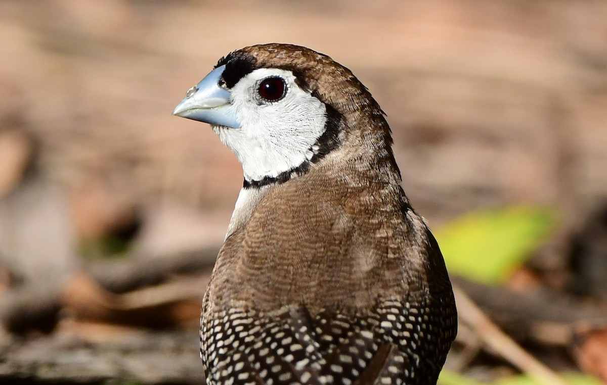 Double-barred Finch - ML301420601