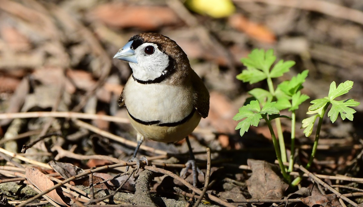 Double-barred Finch - ML301420611