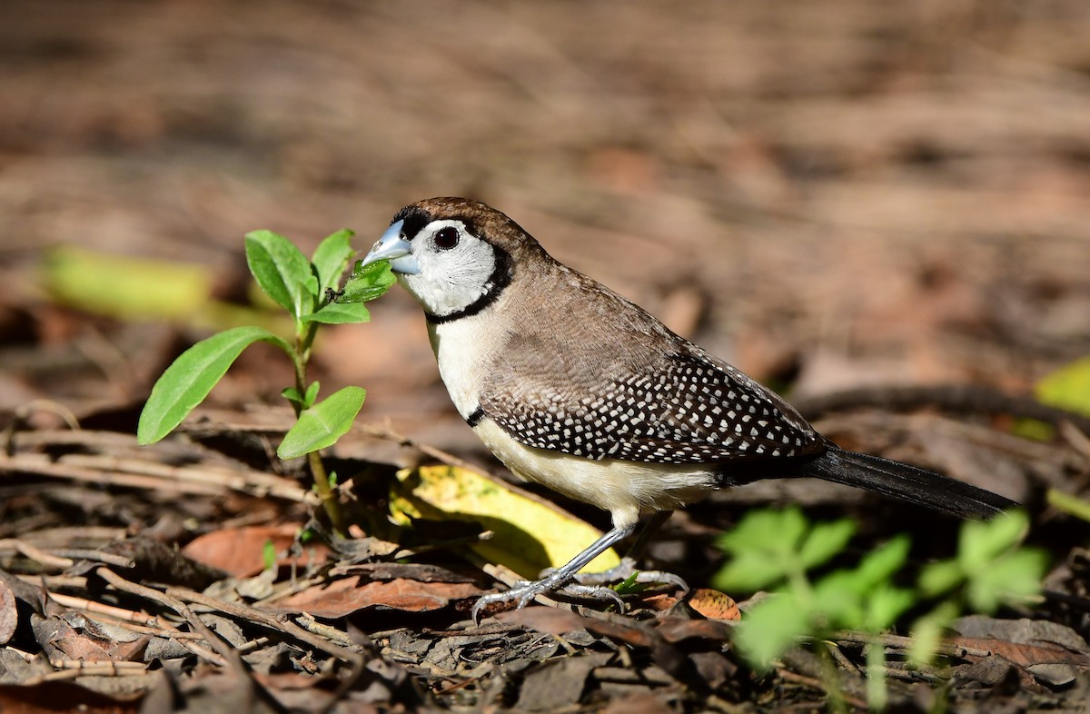 Double-barred Finch - ML301420641