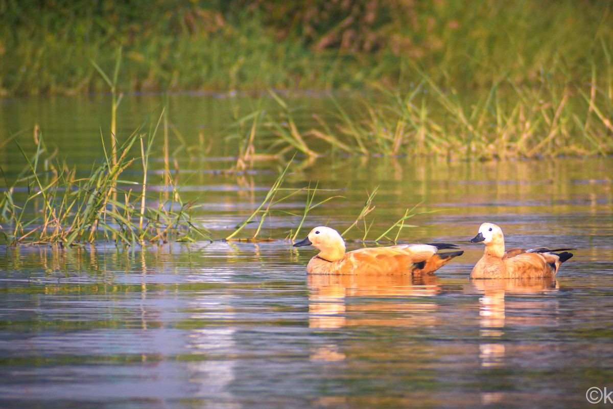 Ruddy Shelduck - ML301420941