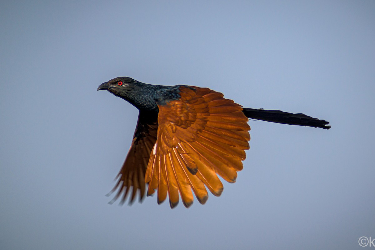 Greater Coucal - ML301421041