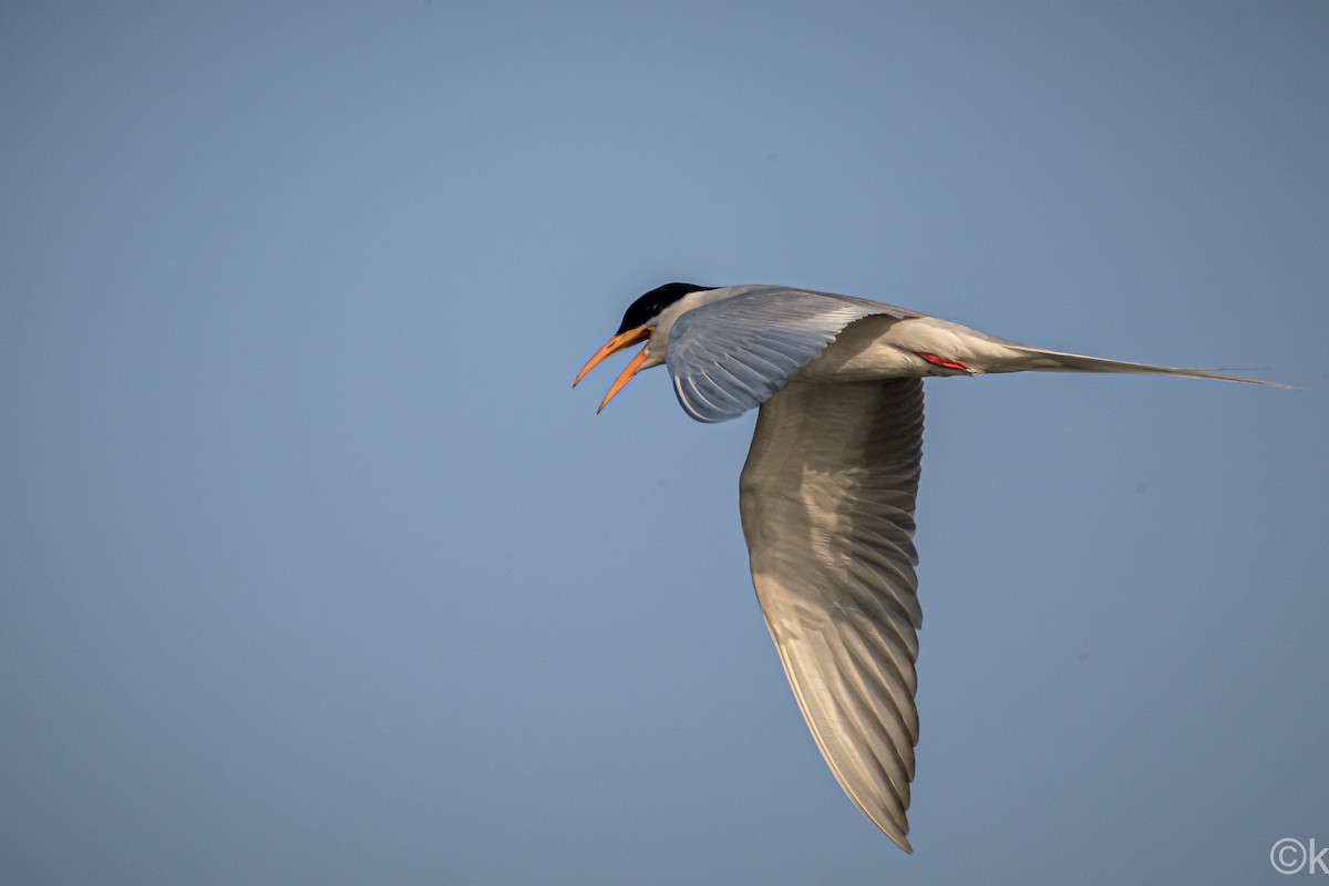 River Tern - ML301421121