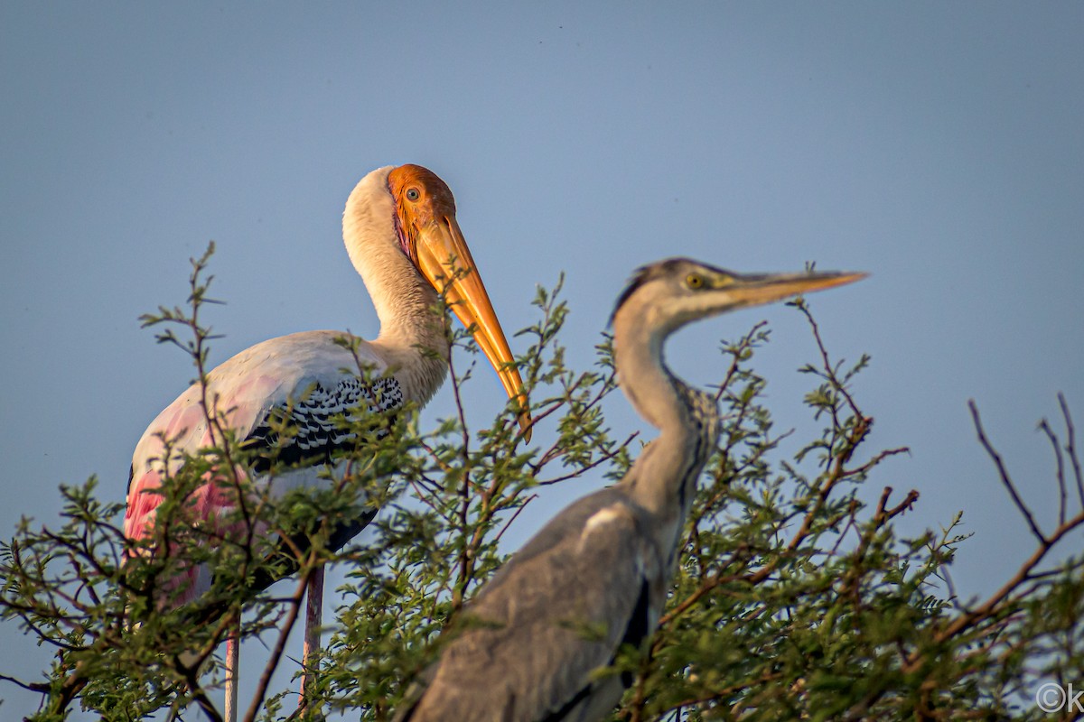 Painted Stork - ML301421151