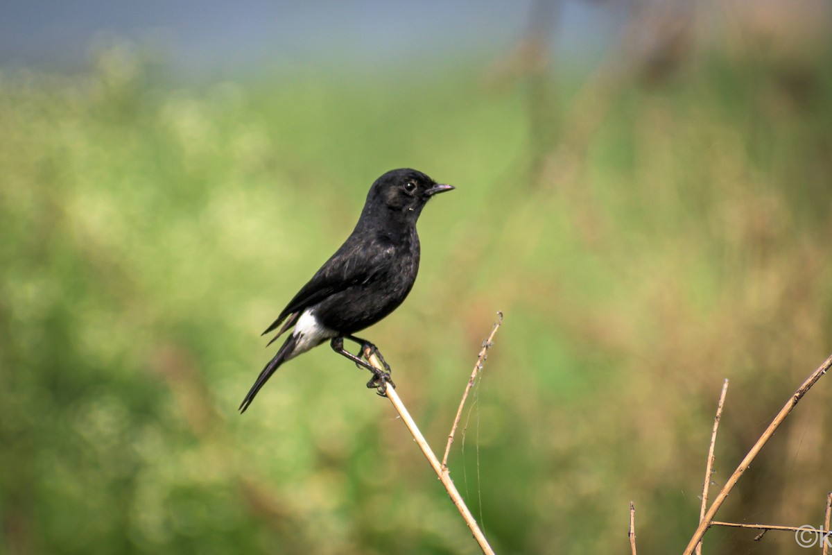 Pied Bushchat - ML301421181