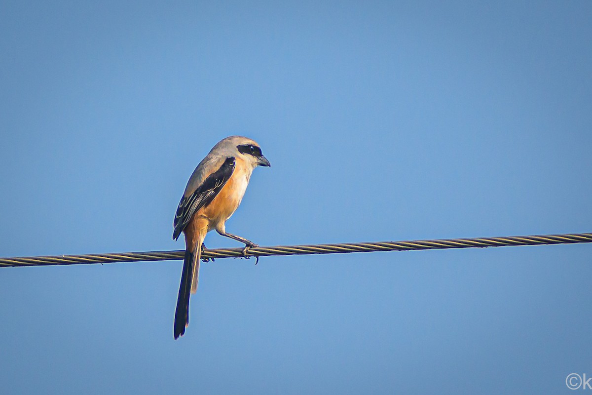 Long-tailed Shrike - ML301421201