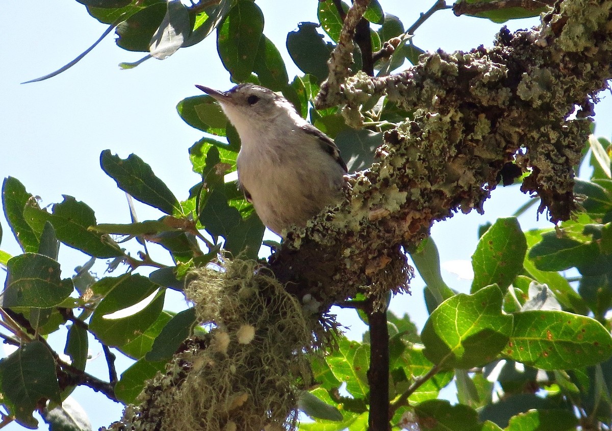 White-breasted Nuthatch (Pacific) - ML30142121