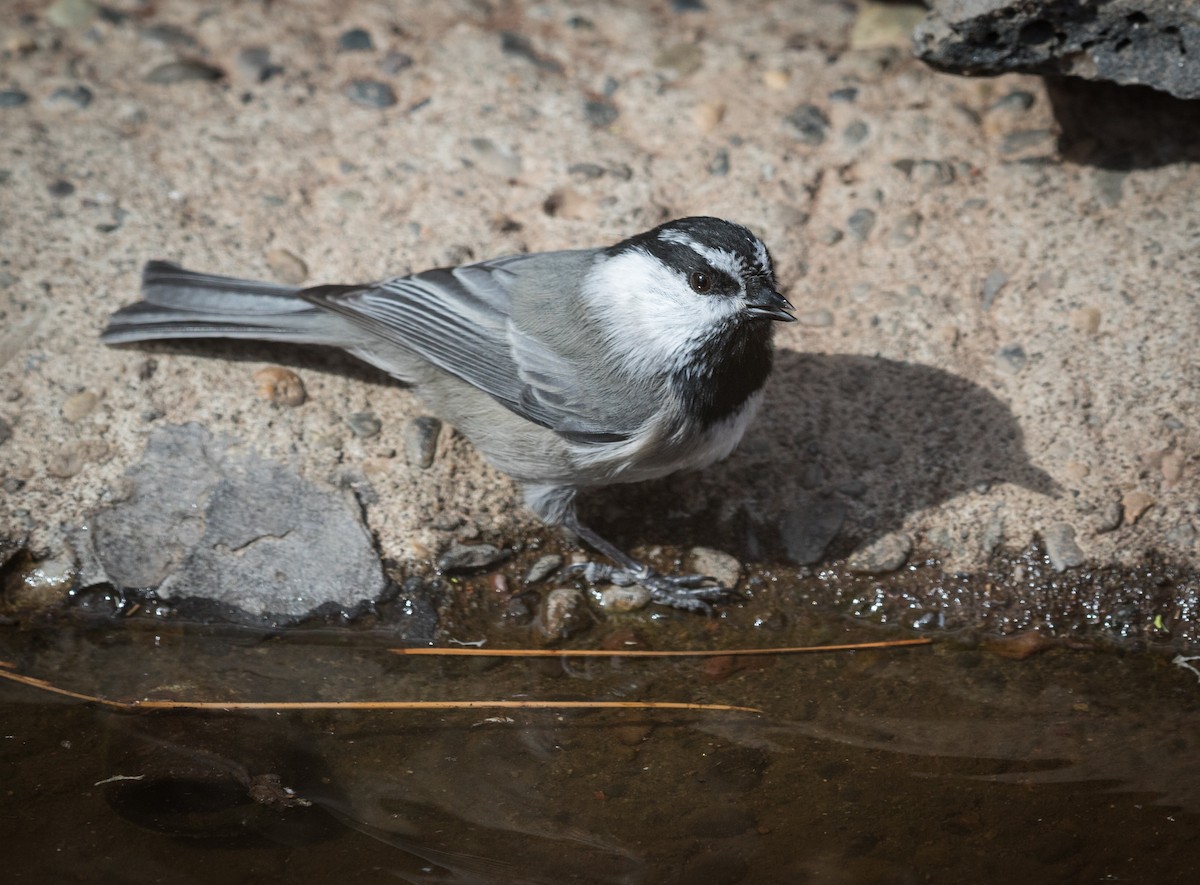 Mountain Chickadee - Barry McKenzie