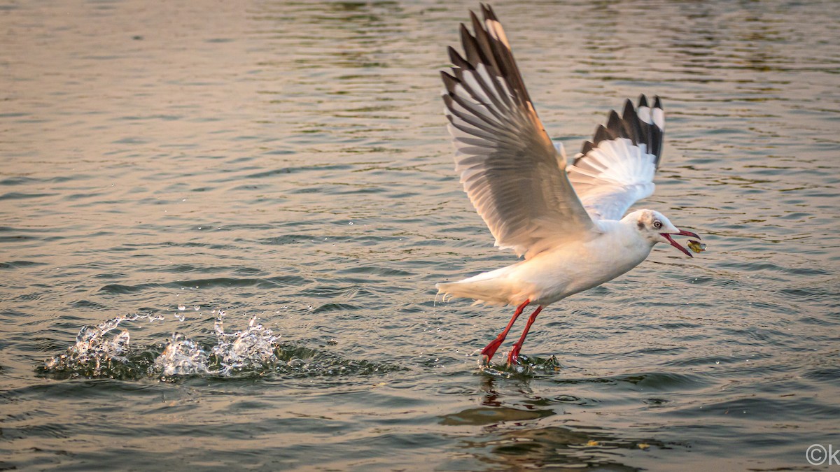 Brown-headed Gull - ML301421301