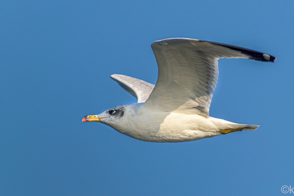 Brown-headed Gull - ML301421421