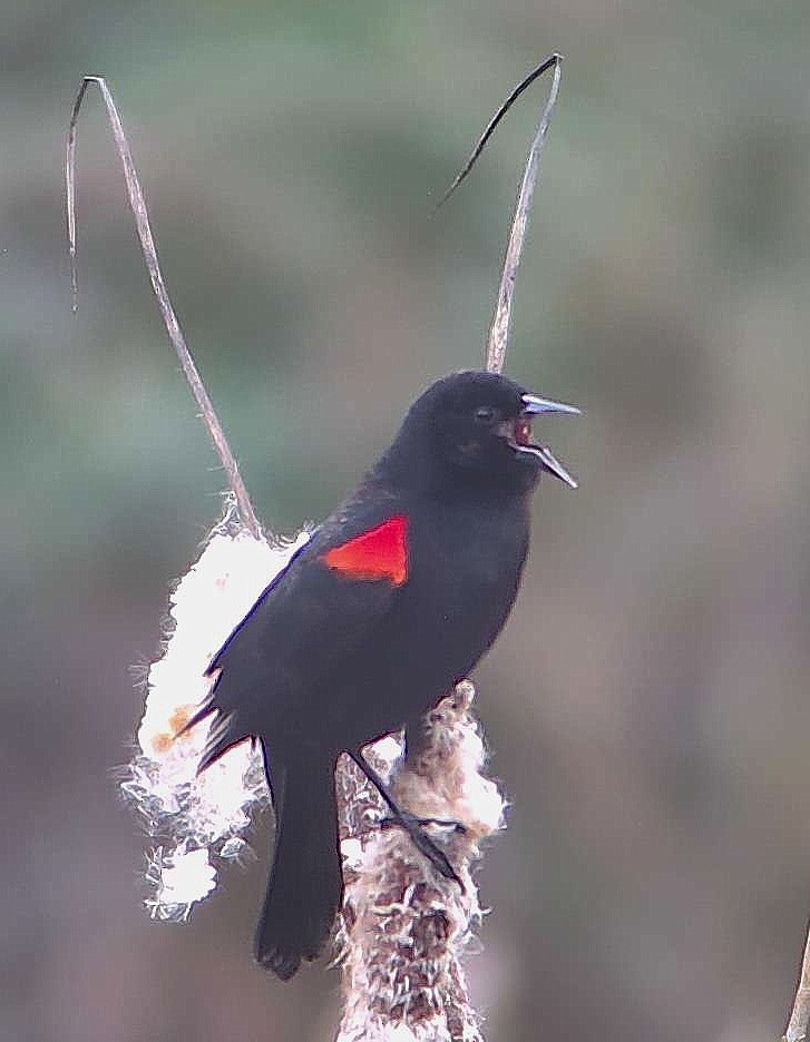 Red-winged Blackbird (California Bicolored) - ML301422161
