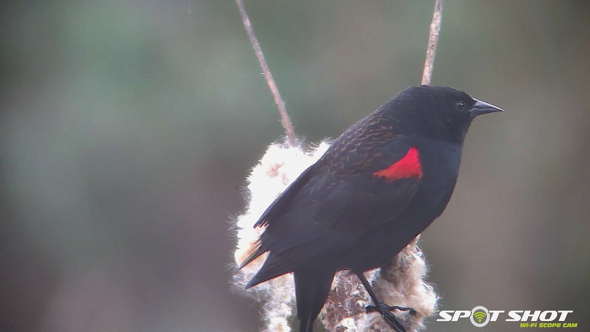 Red-winged Blackbird (California Bicolored) - ML301422171