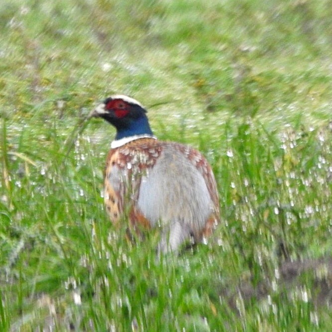 Ring-necked Pheasant - Susan Kirkbride