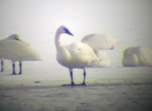 Trumpeter Swan - Kristin Purdy