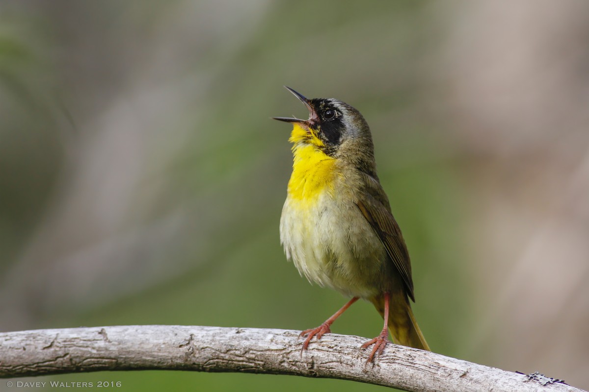 Common Yellowthroat - ML30142381