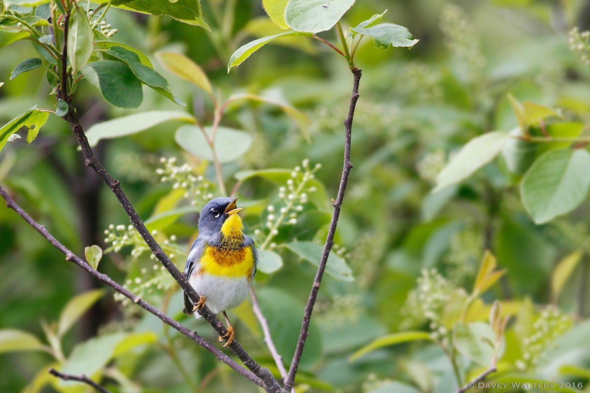 Northern Parula - Davey Walters