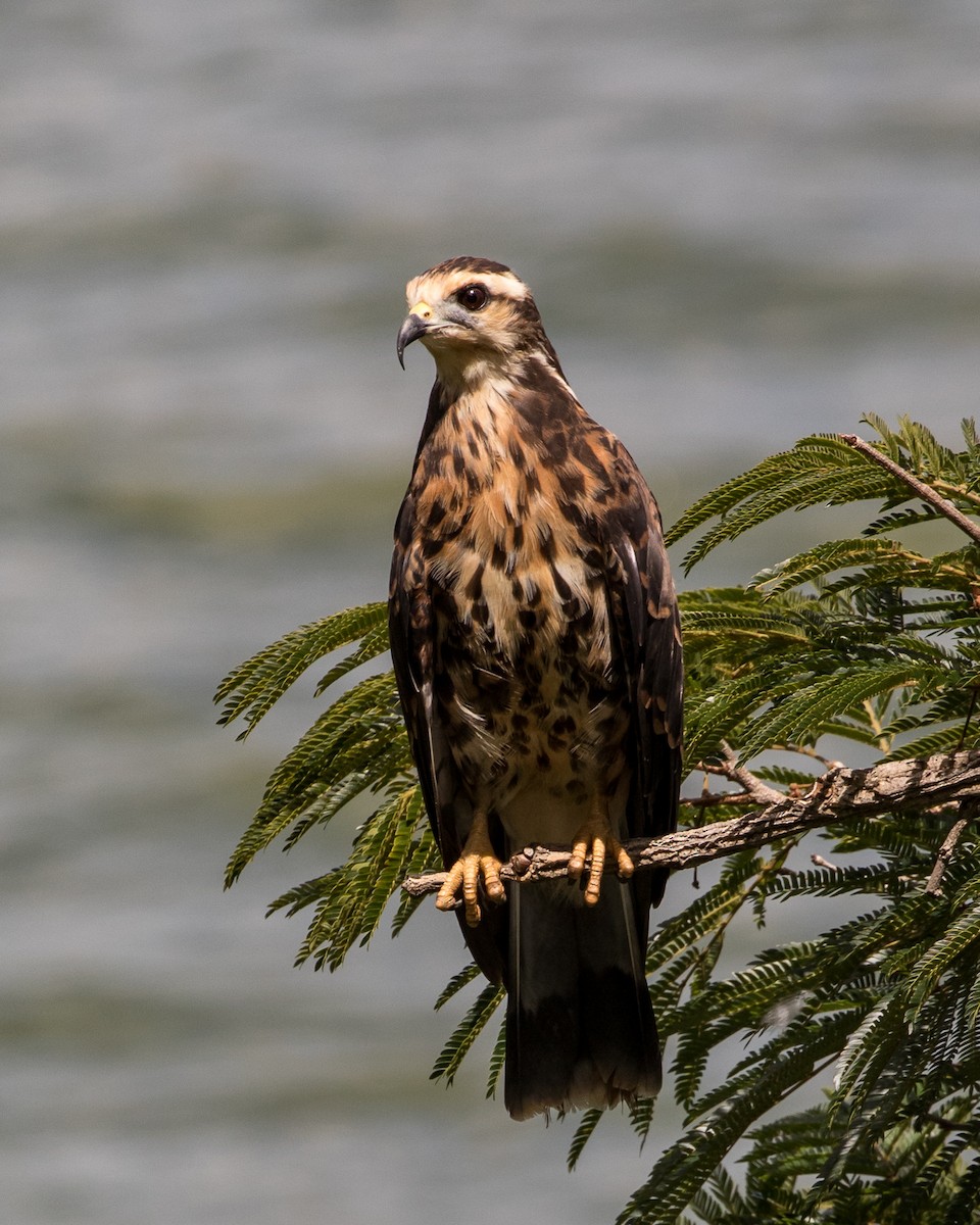 Snail Kite - Lívia Queiroz