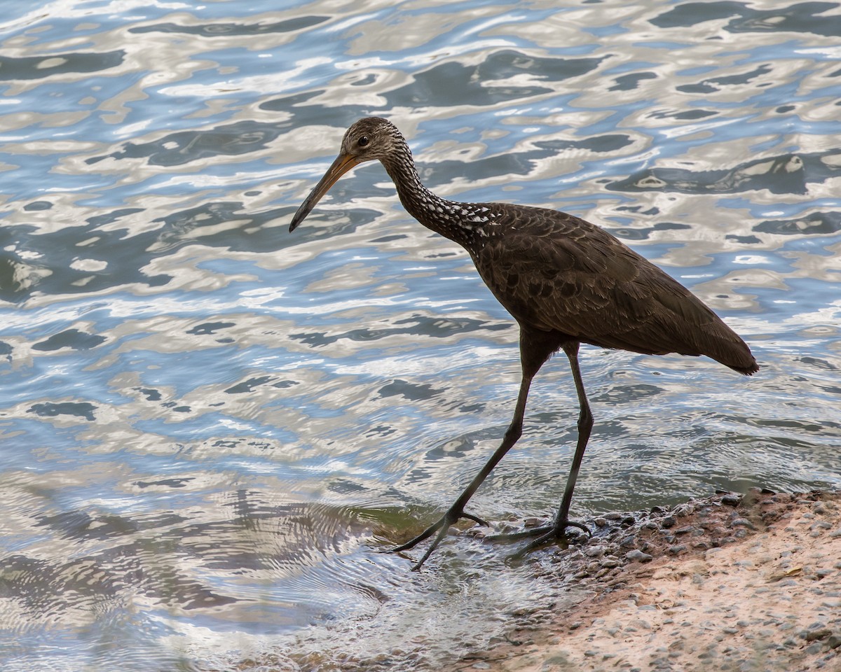 Limpkin - Lívia Queiroz