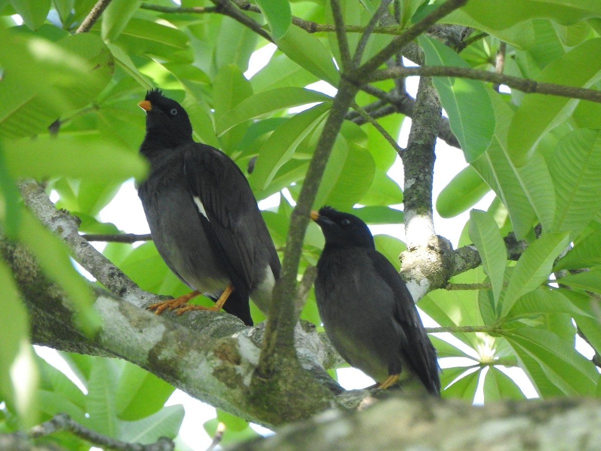 Jungle Myna - ML301426101