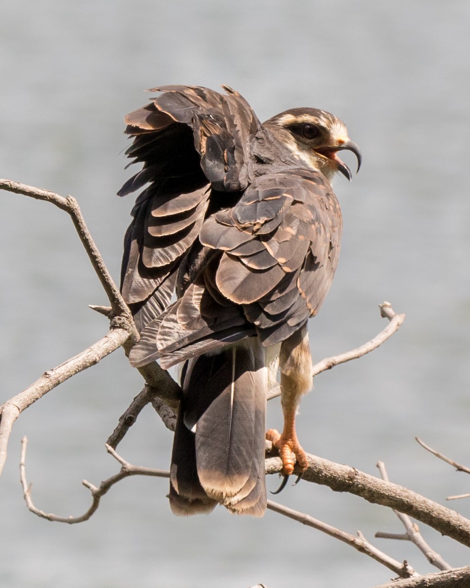 Snail Kite - Lívia Queiroz