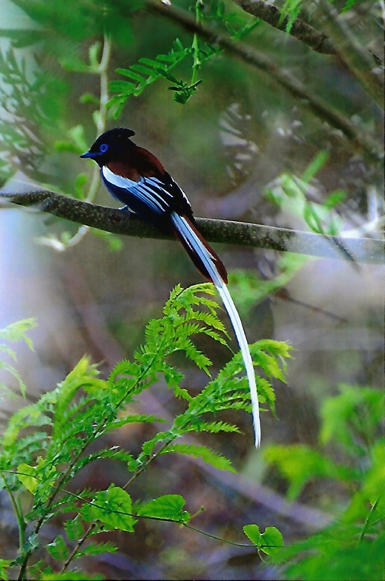 African Paradise-Flycatcher - ML301426761