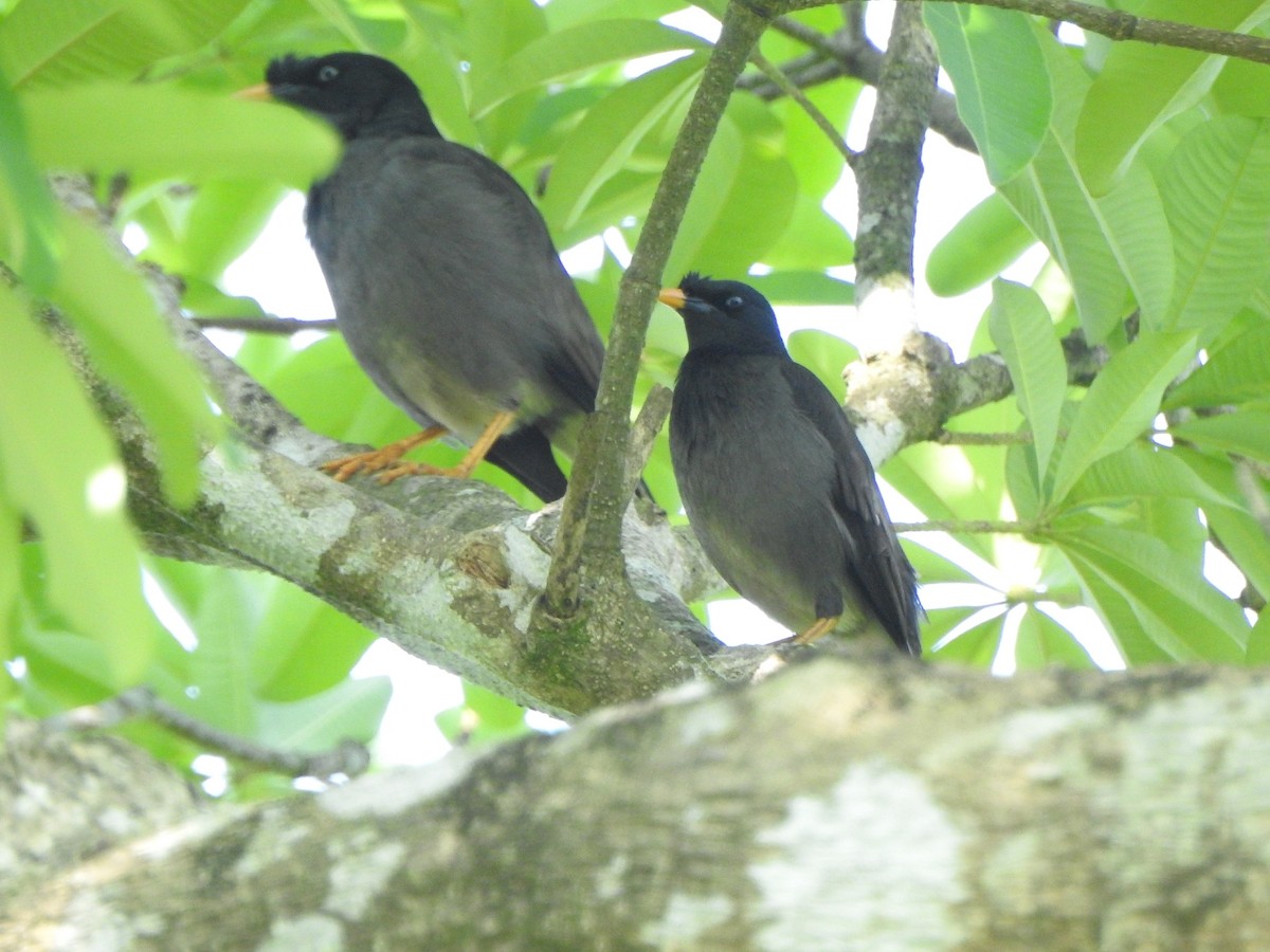 Jungle Myna - ML301426841