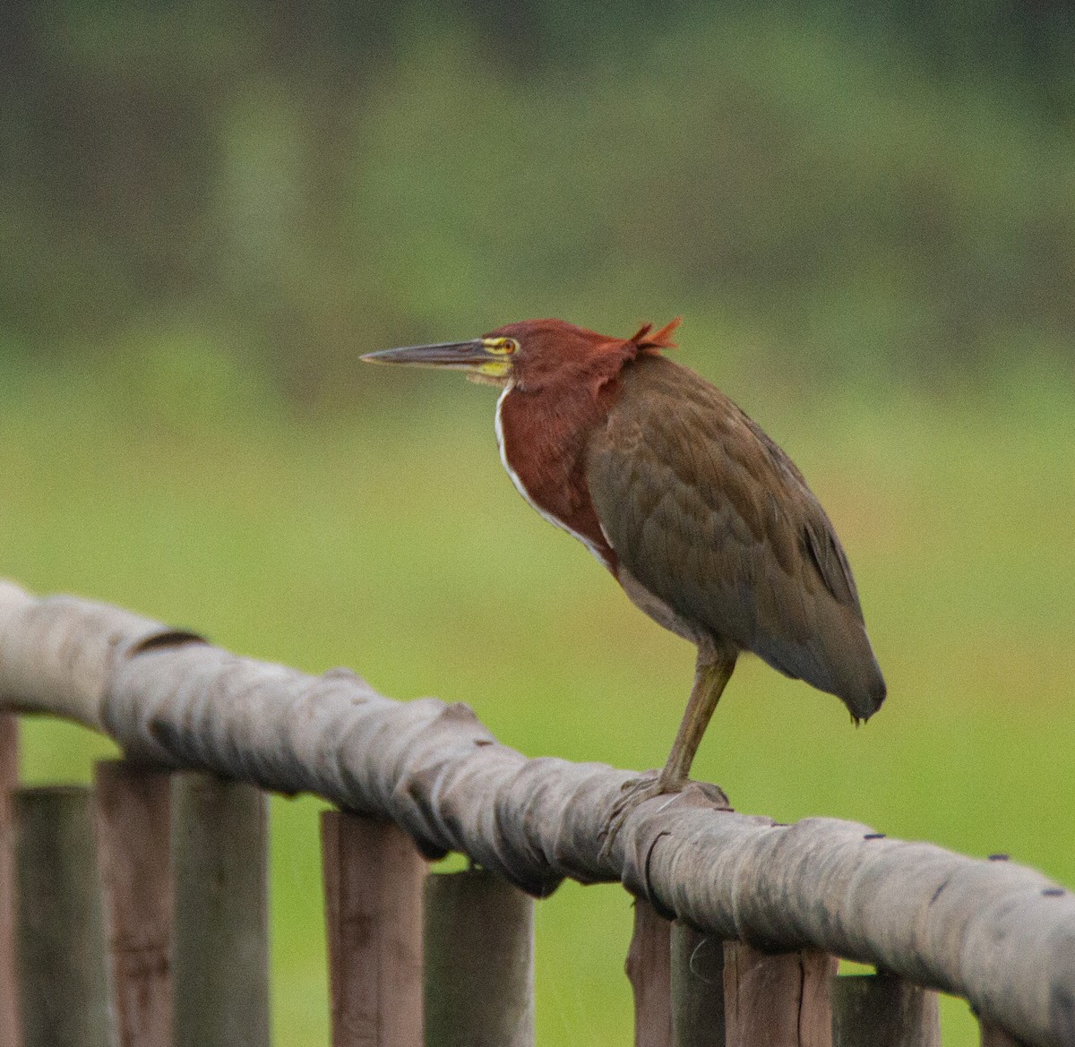 Rufescent Tiger-Heron - ML301427801