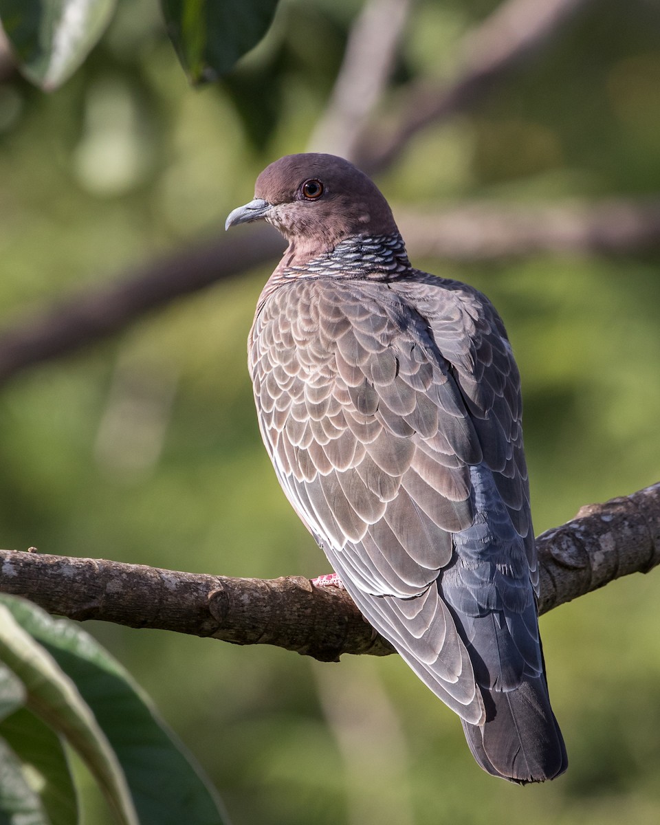 Picazuro Pigeon - Lívia Queiroz