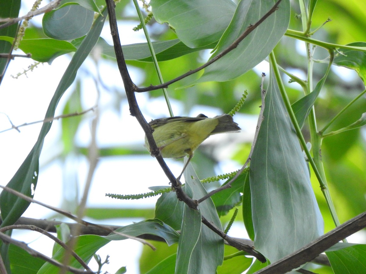 Green Warbler - ML301428441