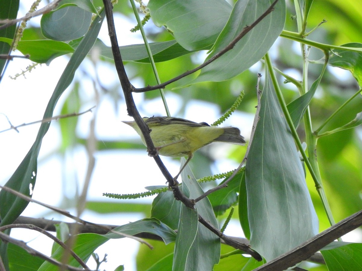 Mosquitero del Cáucaso - ML301428461