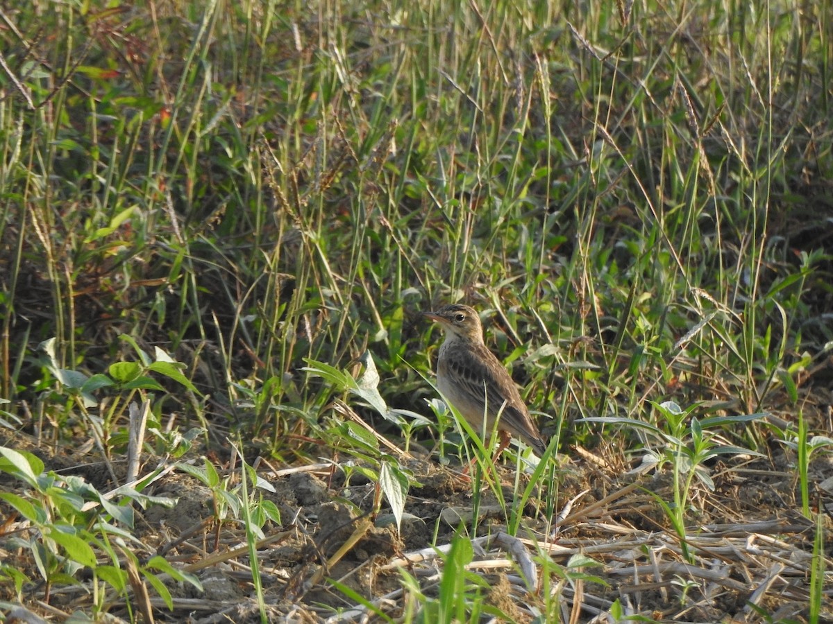 Paddyfield Pipit - ML301429491