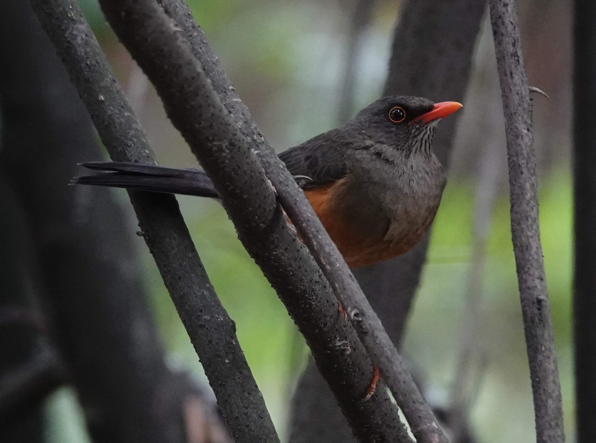 Abyssinian Thrush - ML301430591