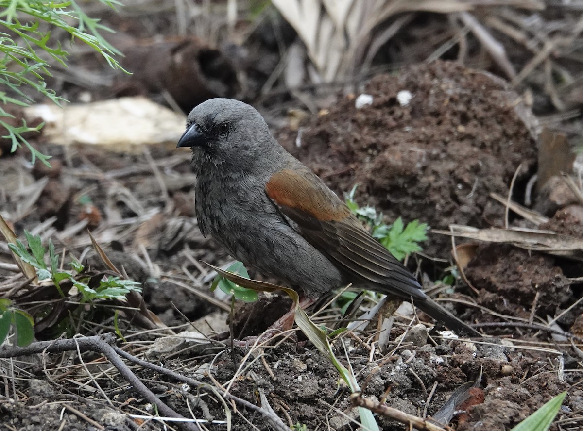 Swainson's Sparrow - ML301430651