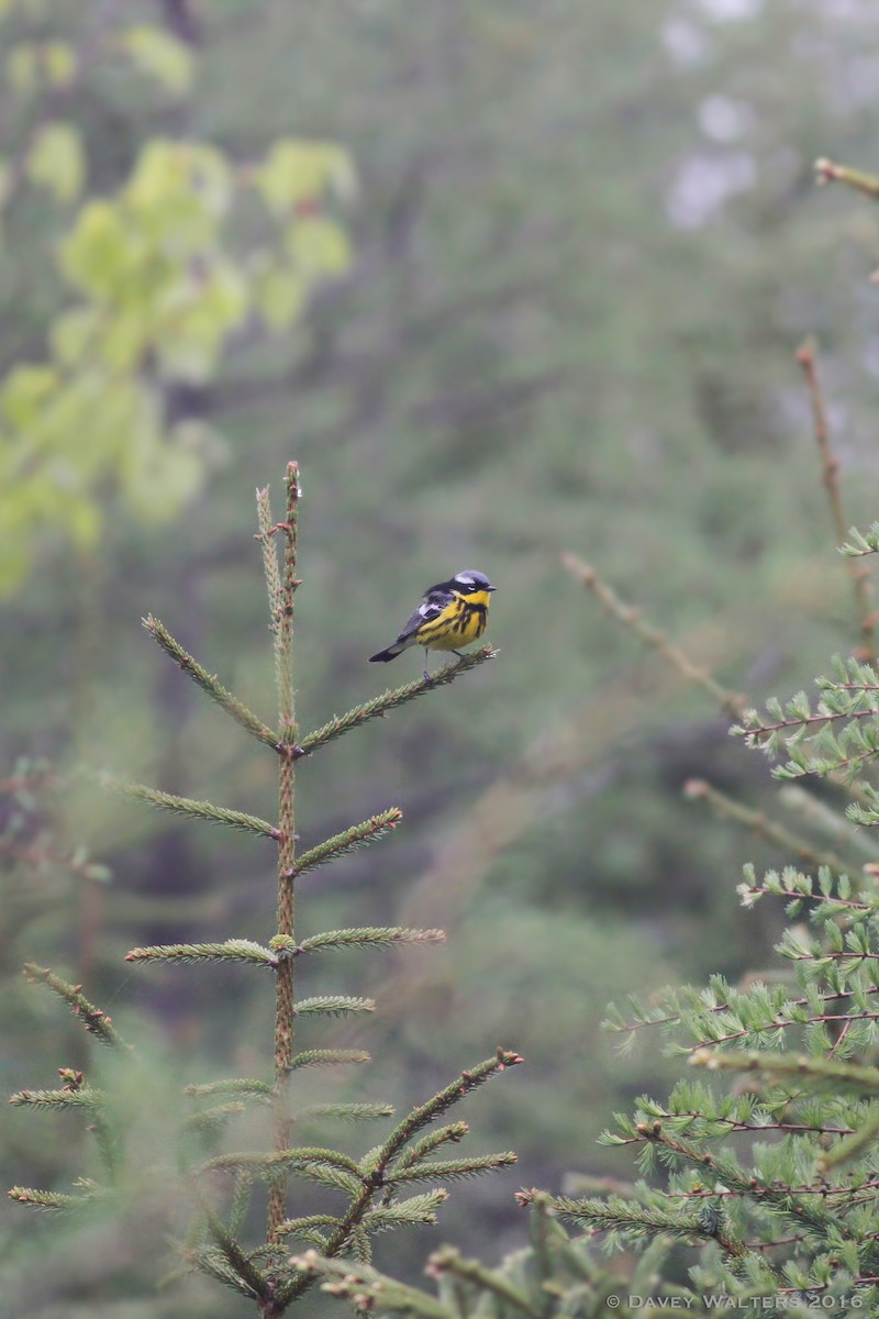 Magnolia Warbler - ML30143131