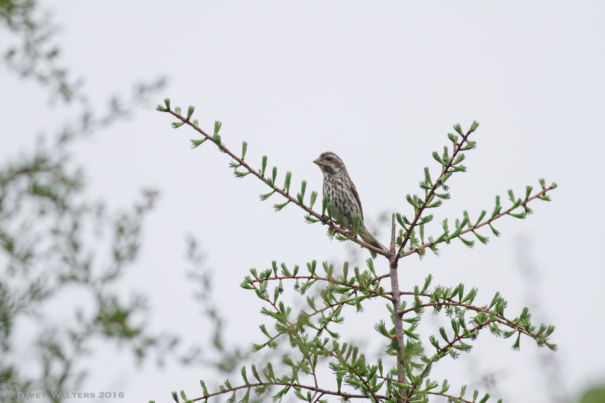 Purple Finch - ML30143171