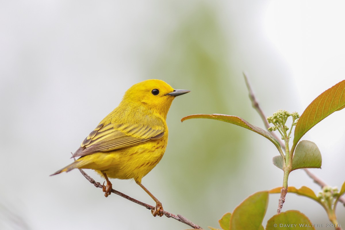 Paruline jaune - ML30143201