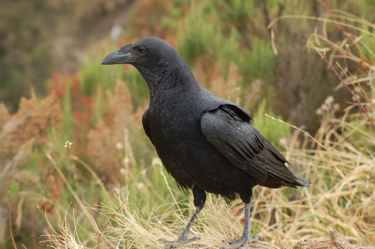 Fan-tailed Raven - ML301433201