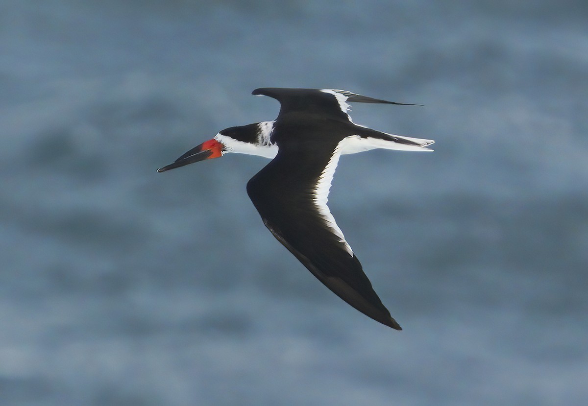 Black Skimmer - ML301433381