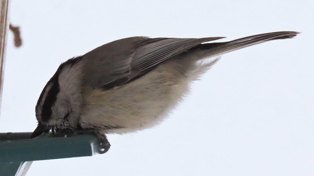 Mountain Chickadee - ML301434691