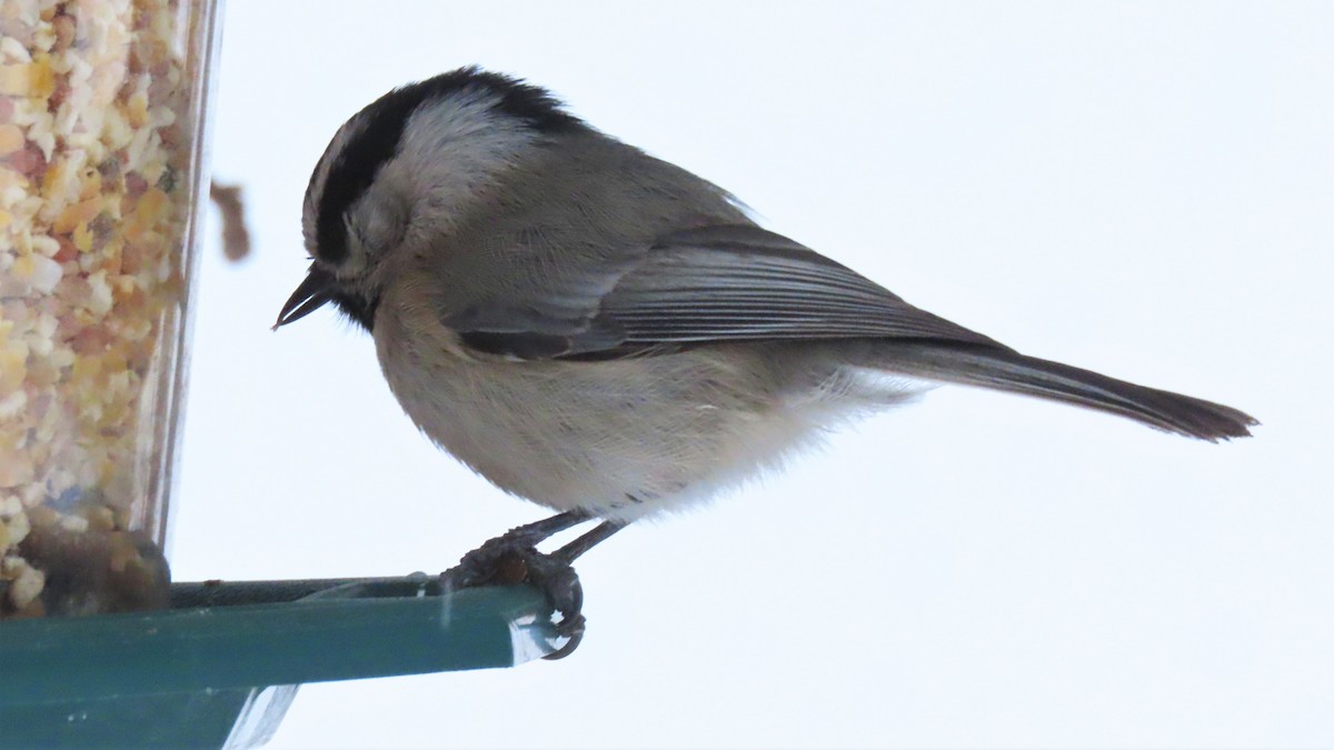 Mountain Chickadee - Christopher Frick