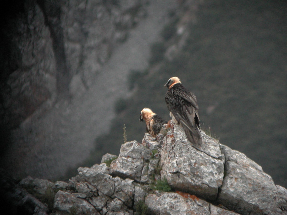 Bearded Vulture - Simon Colenutt